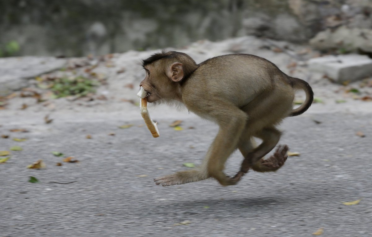 Обезьяна убегает
