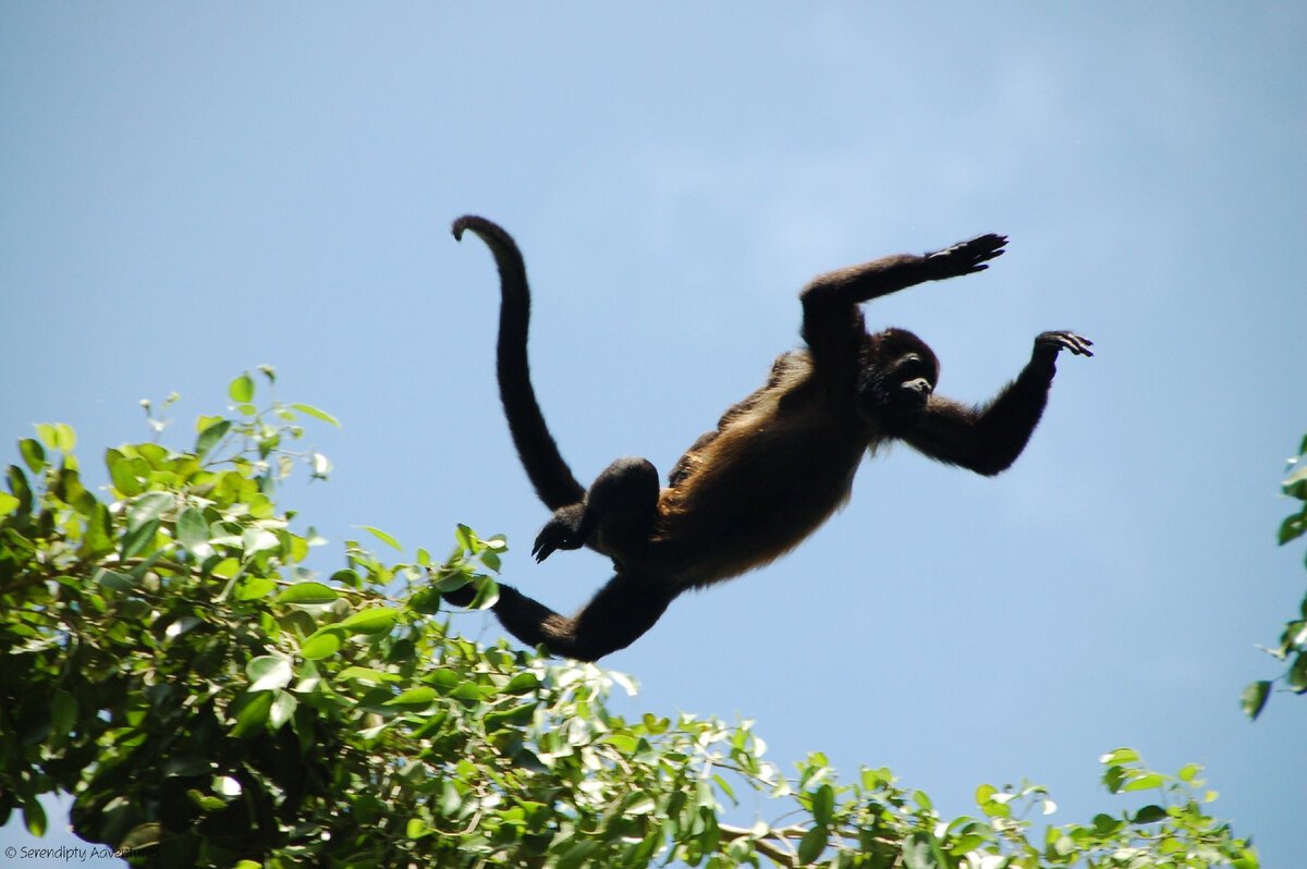 Гиббон брахиация