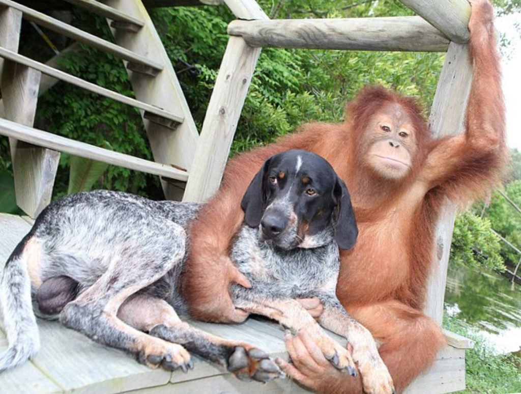 Сахарный поссум в полёте