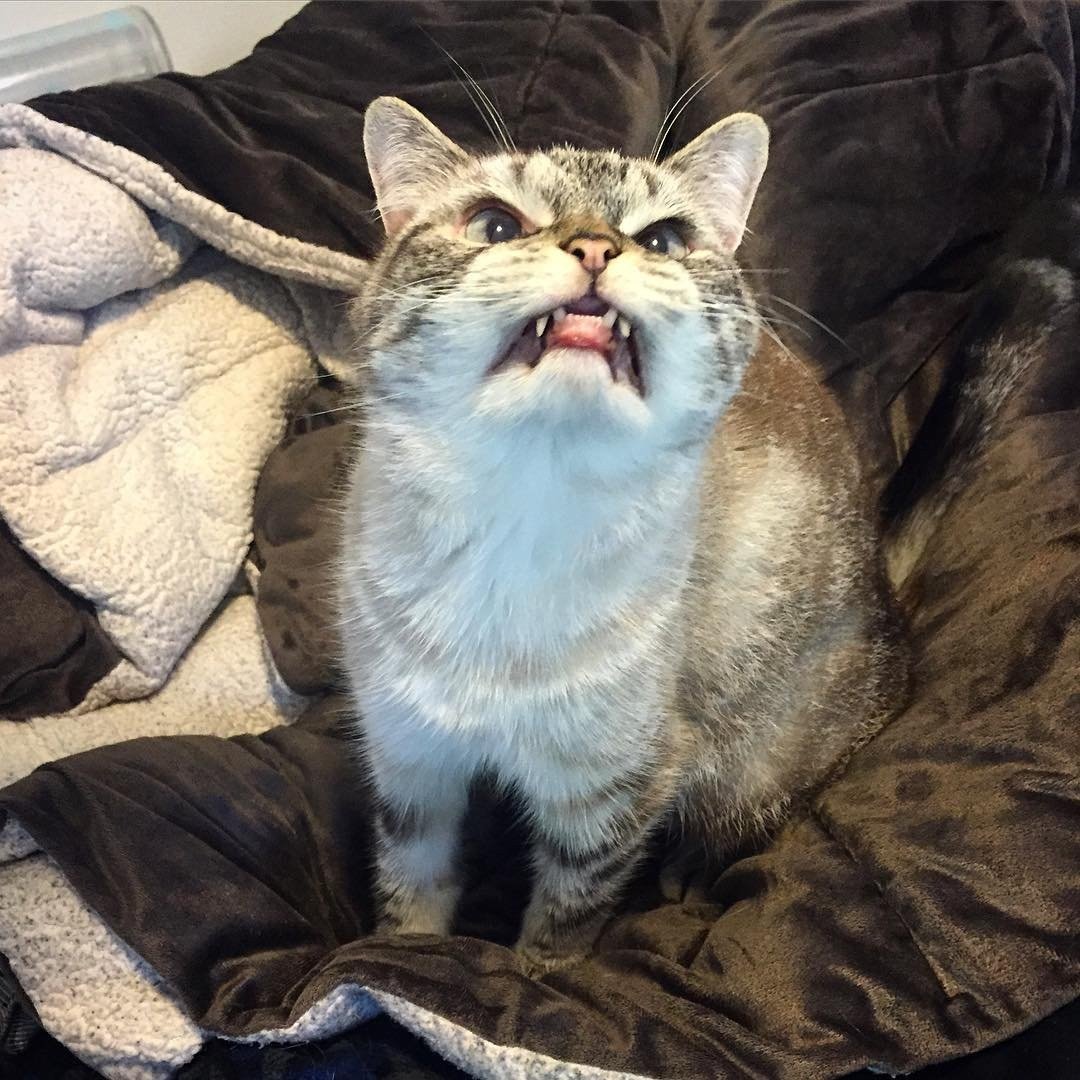 Кот вампир Локи порода