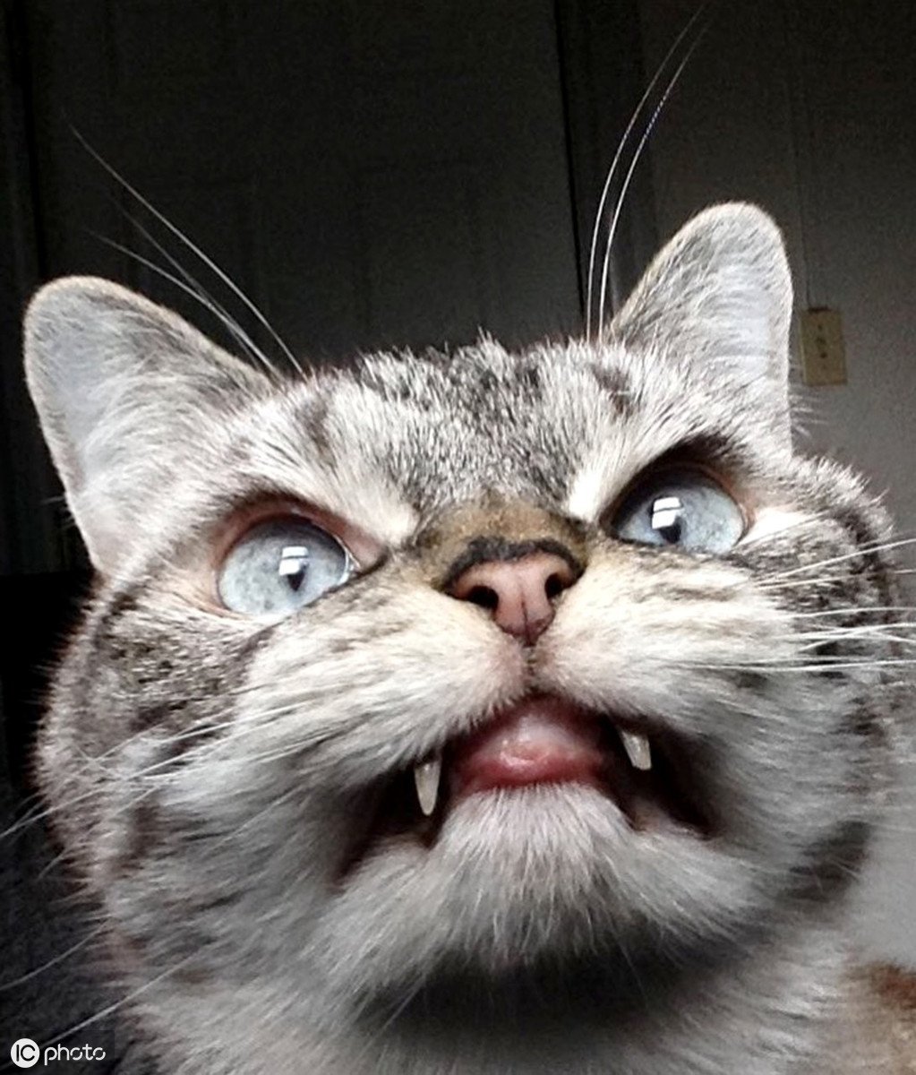 Кошка вампир