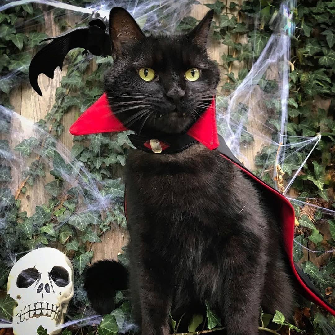 Граф Мрякула кот