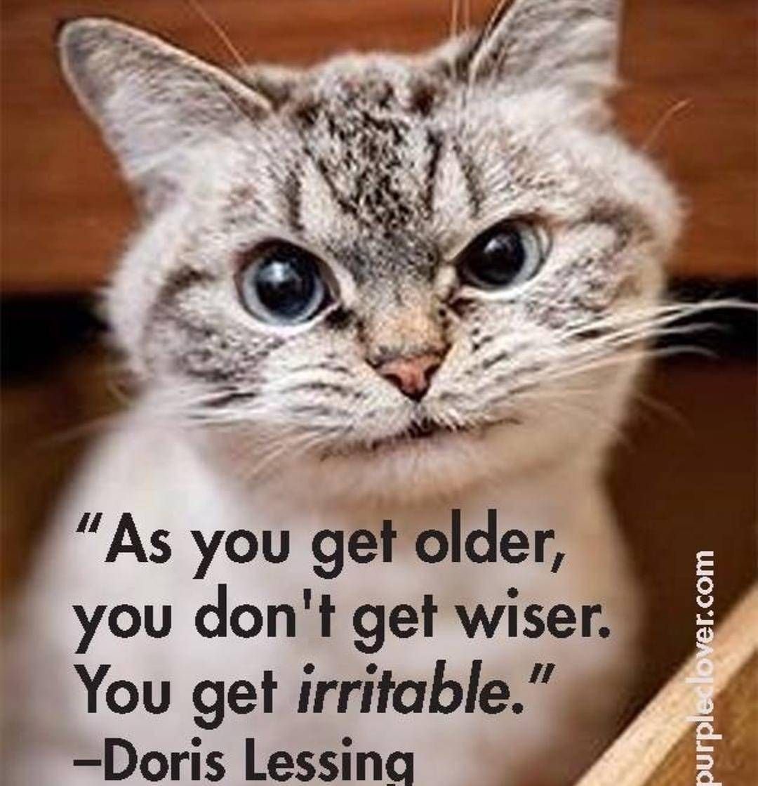 Коты с факами