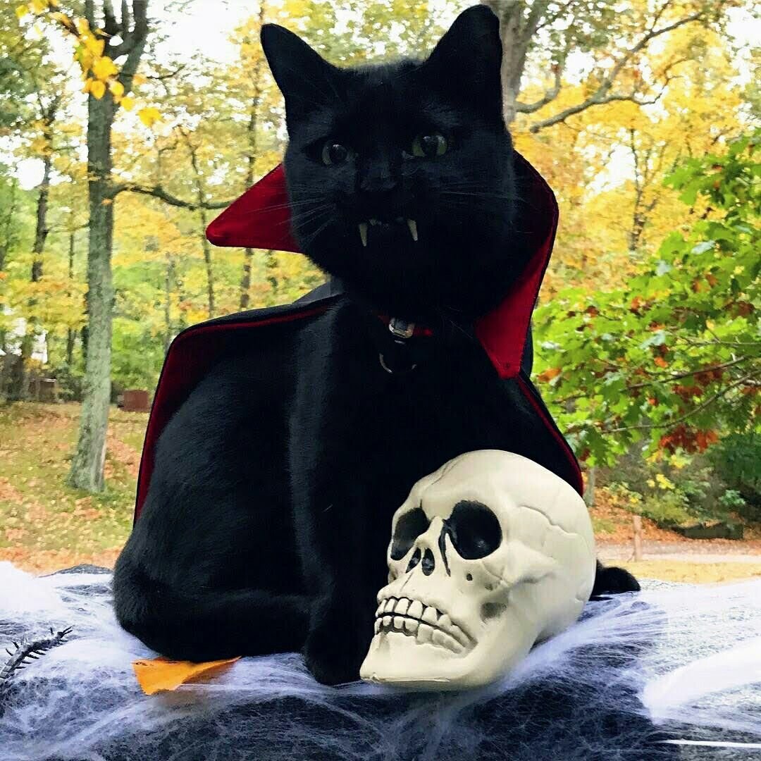 Черный кот Граф Мрякула