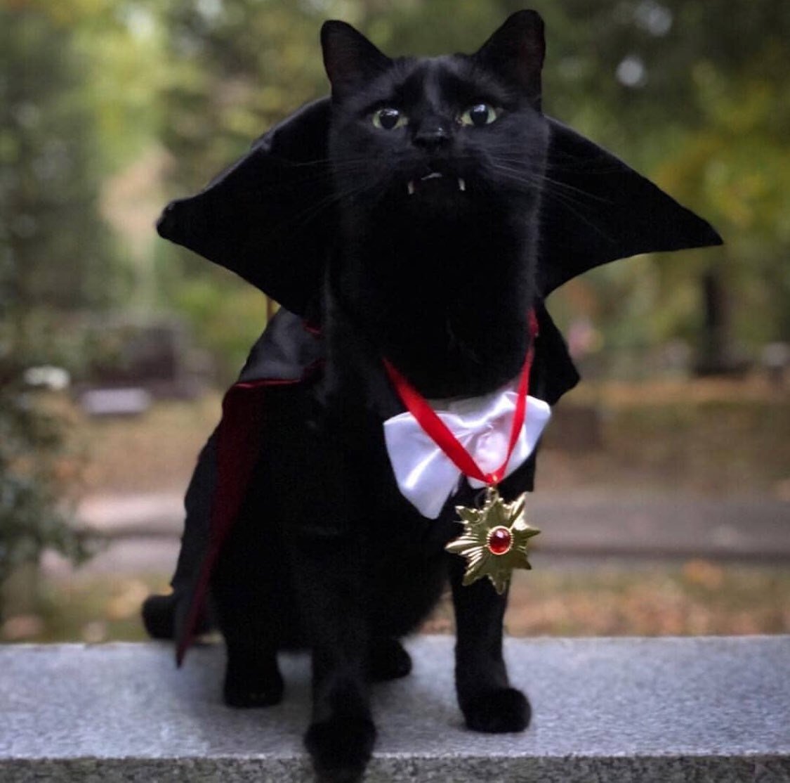 Граф Мрякула кот