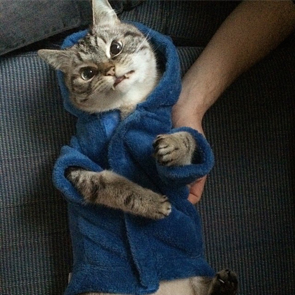 Кот вампир Локи Мем