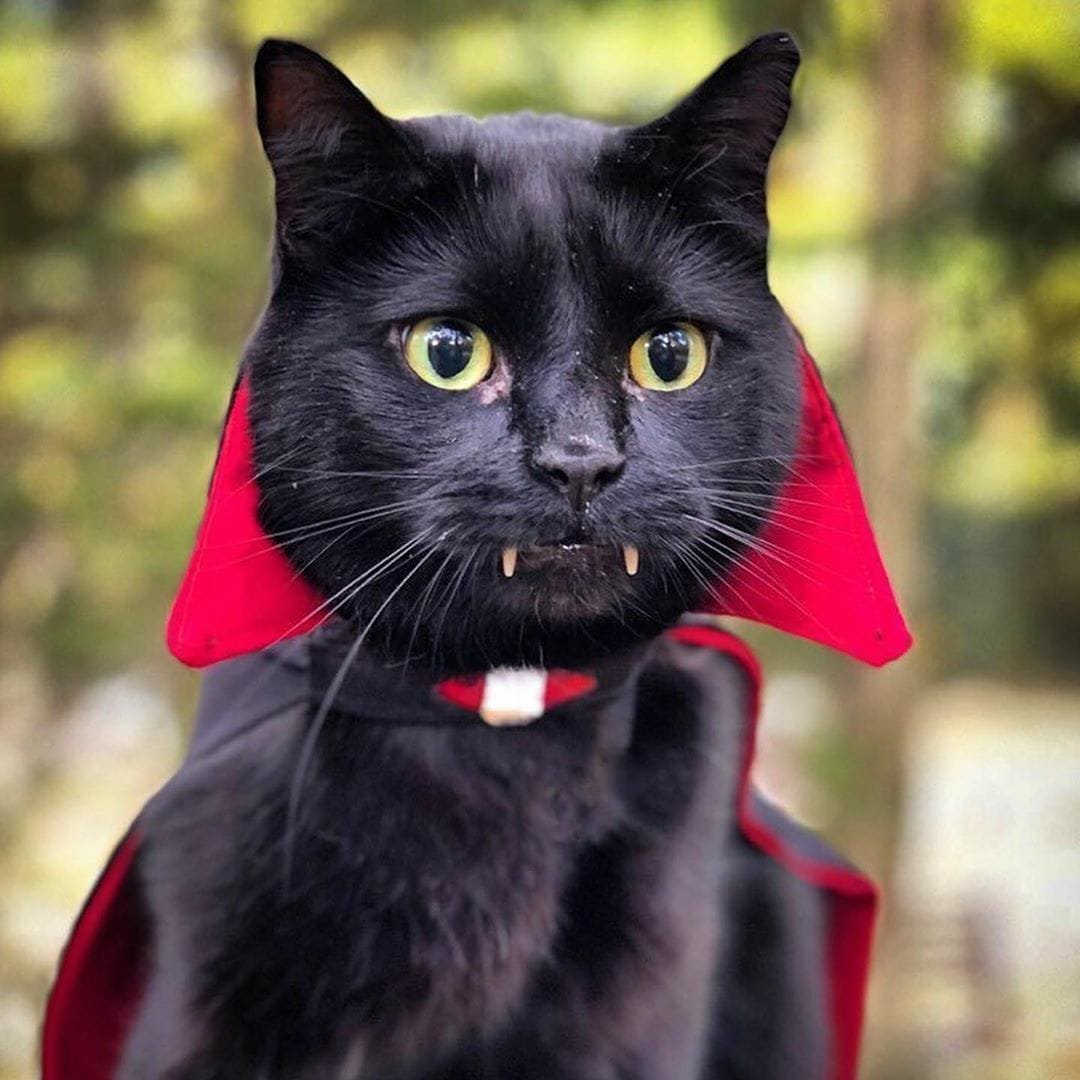 Аниме неко черный демон