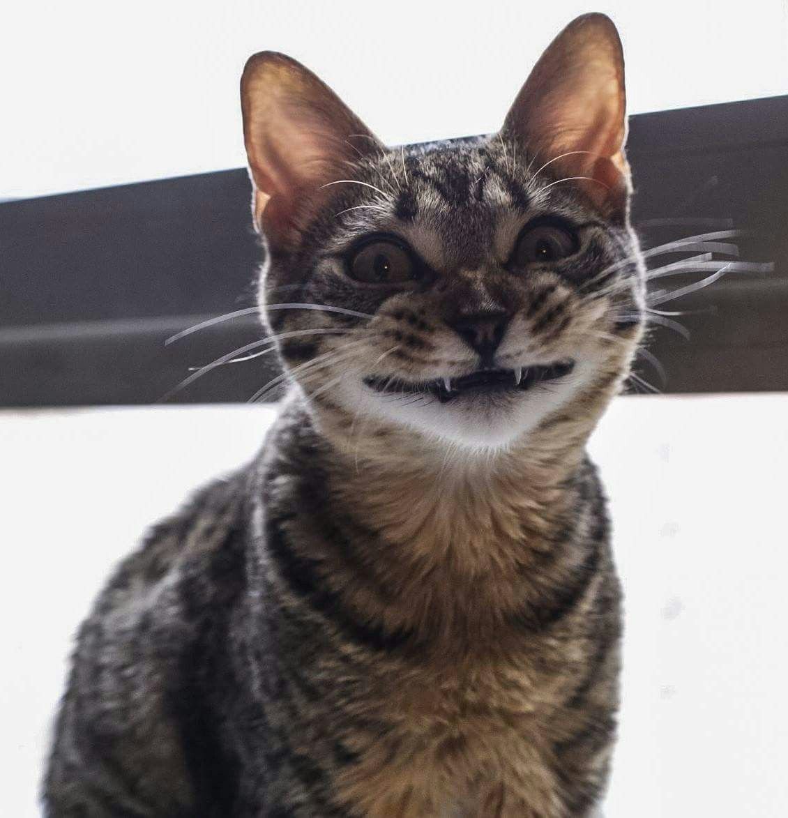 Кошка вампир