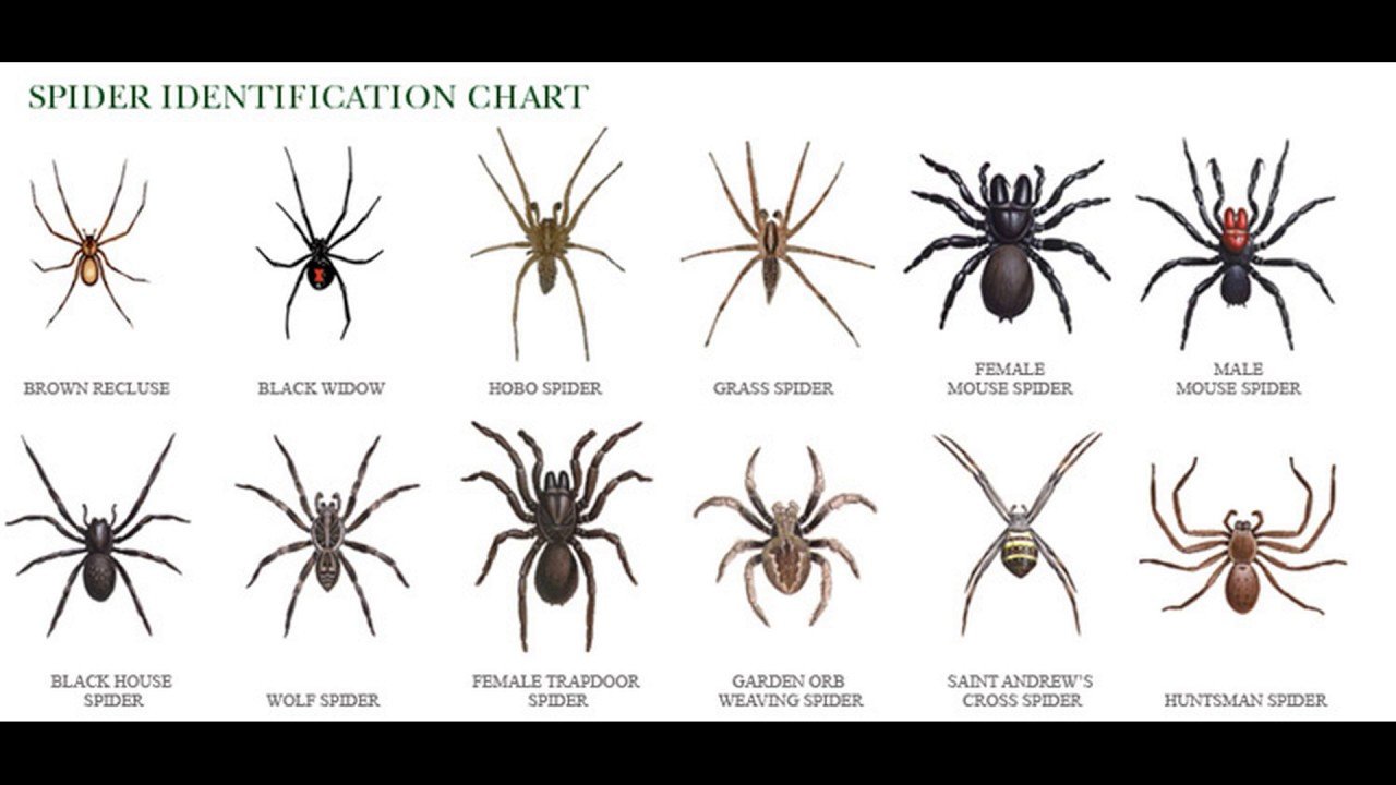 Паук видит человека. Пауки разные виды. Классификация пауков. Пауки среднего размера. Классификация паукообразных.