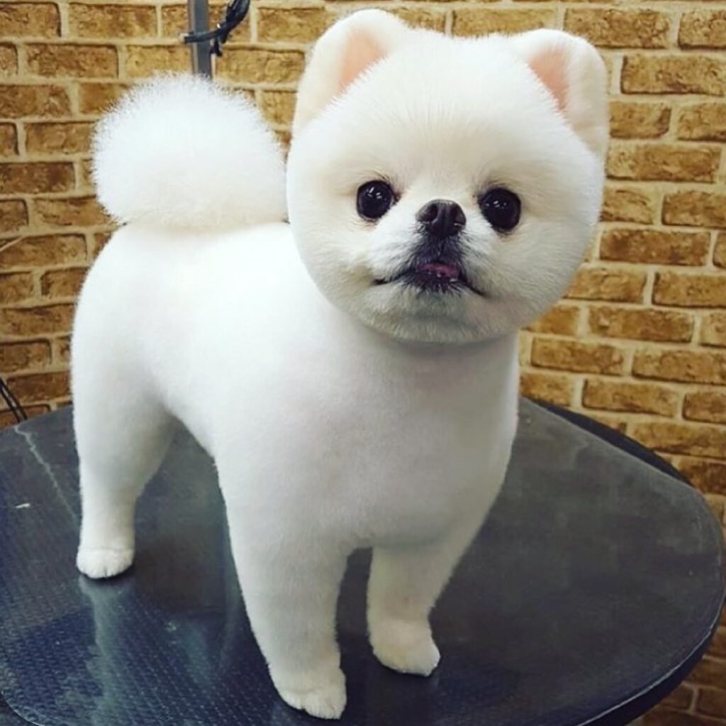 Померанский шпиц подстриженный