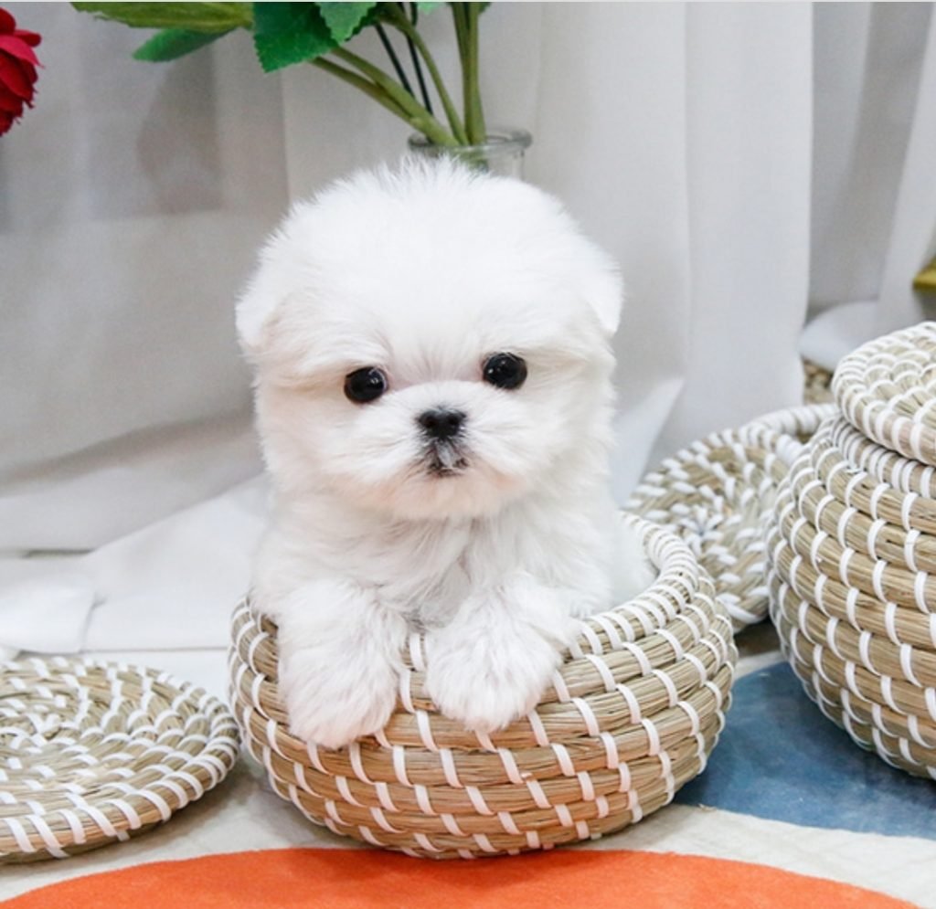 Мальтийская болонка микро