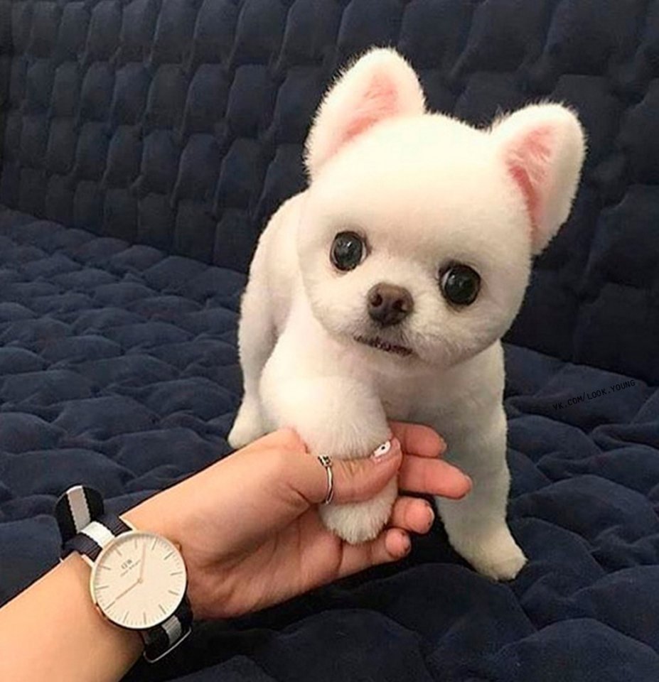 Маленькая плюшевая собачка