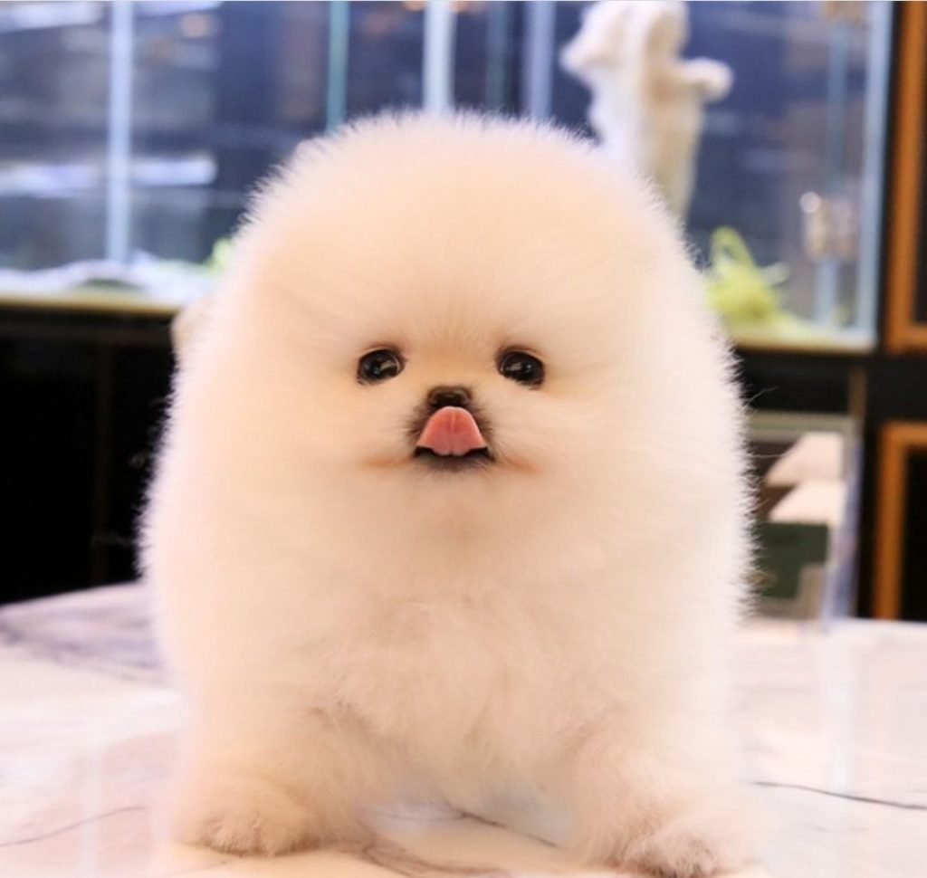 Микро померанский Пуппи