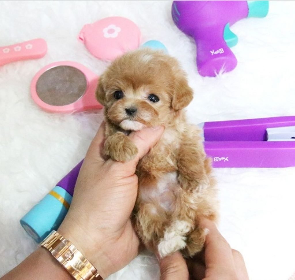 Мальтипу микро