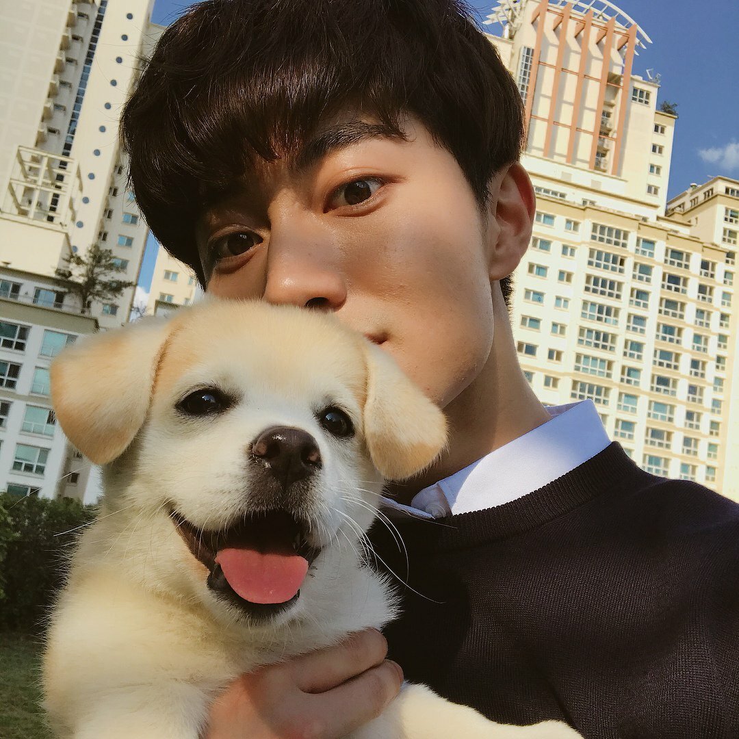 Корейские собака Тэхена