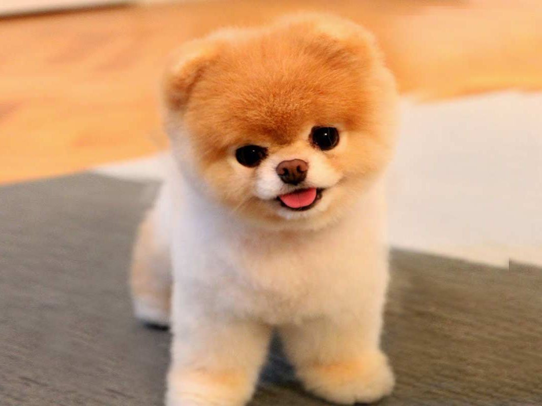 Шпиц померанский карликовый