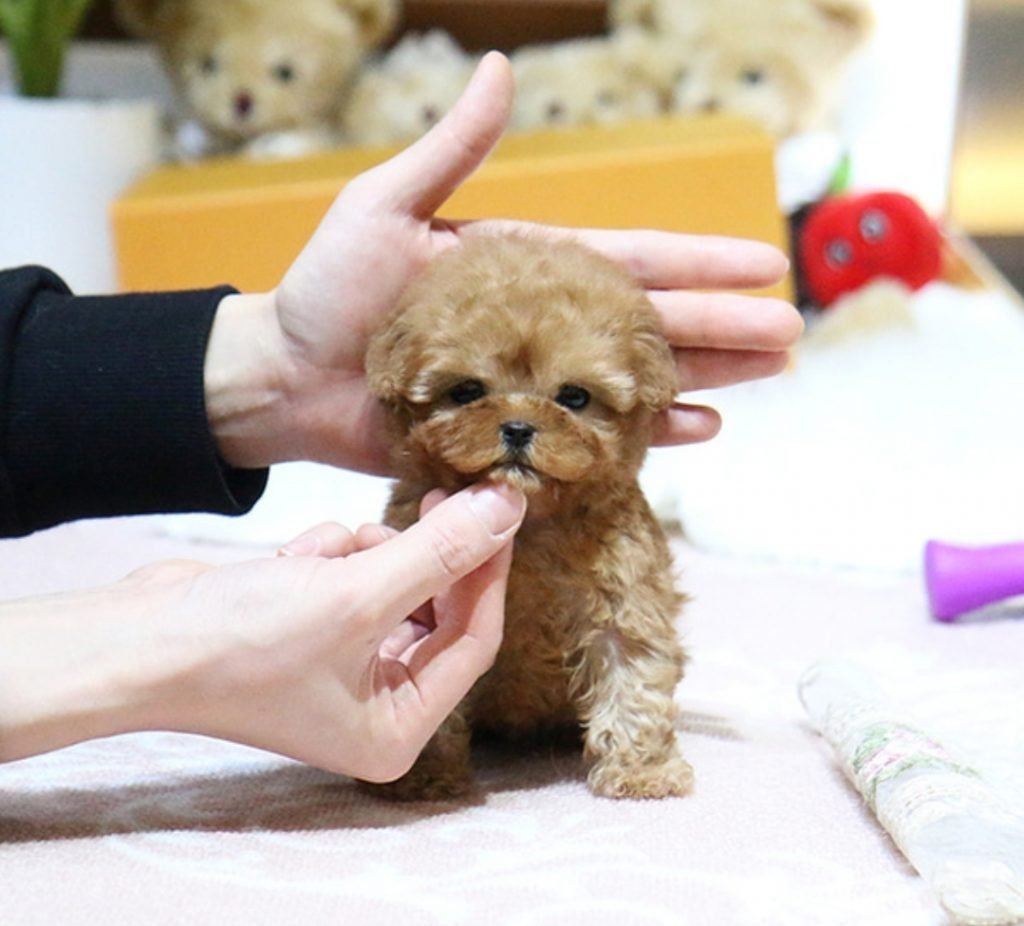 Мальтипу микро