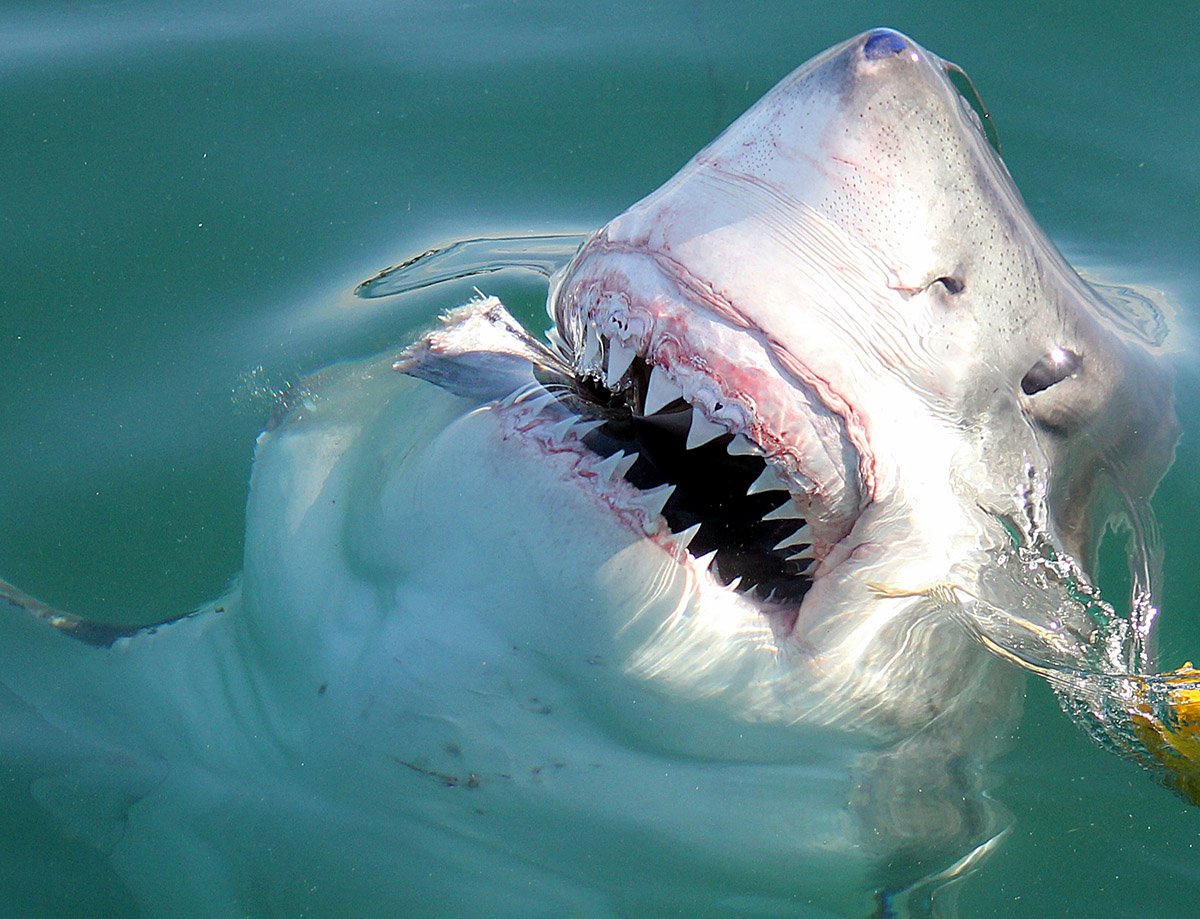 Акула белая, акула-людоед, кархародон