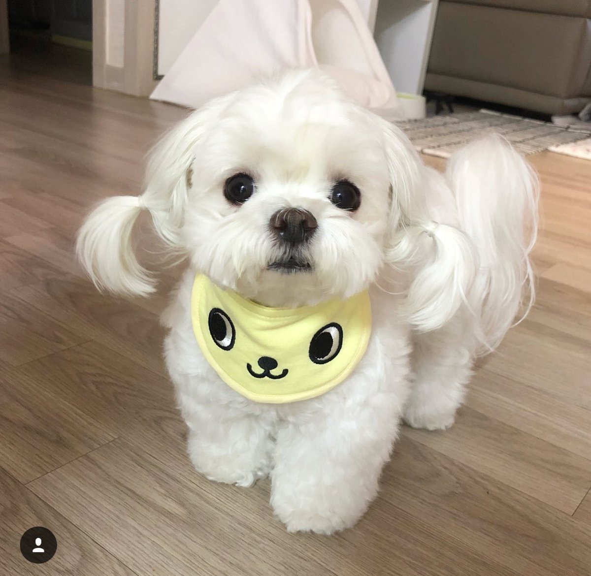 Мальтийская болонка Чонгука