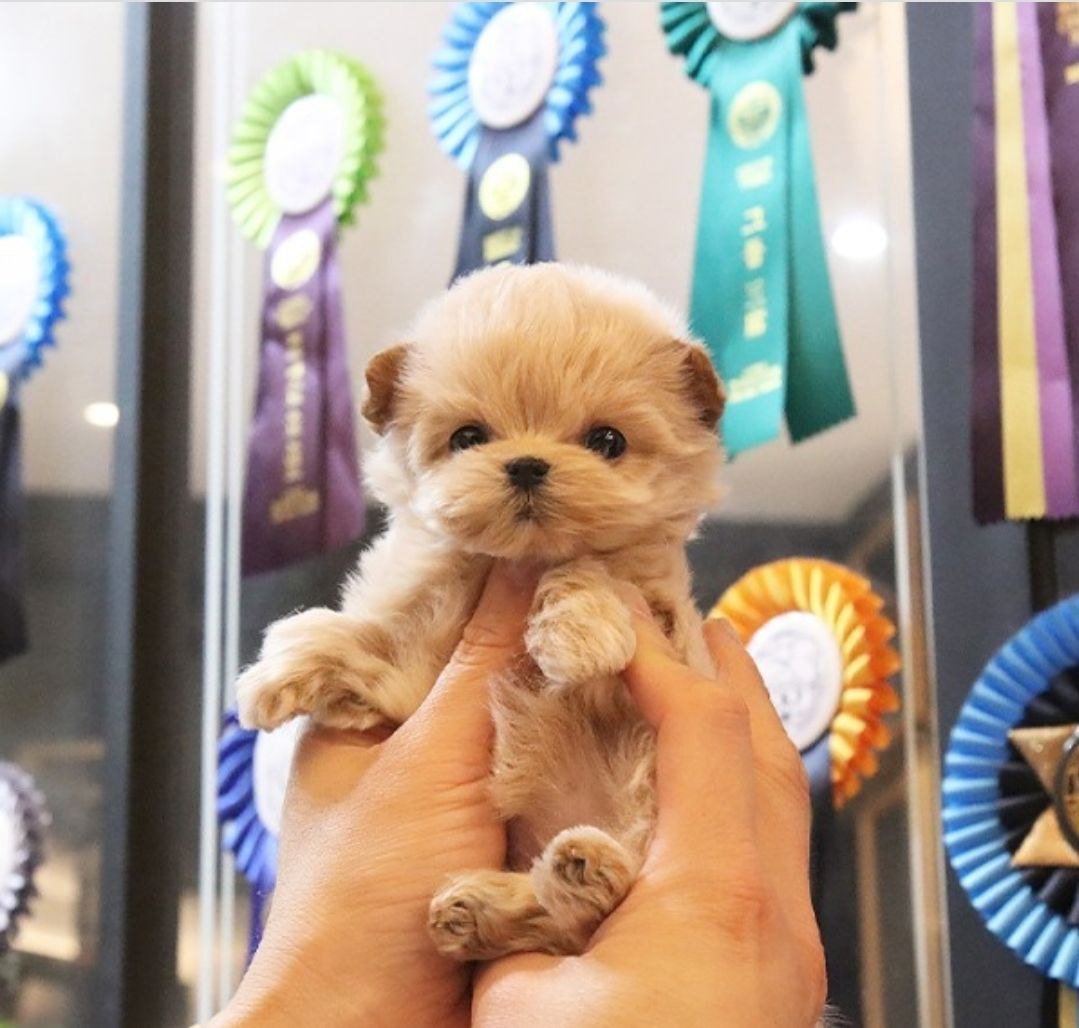 Корейская мальтипу собака микро