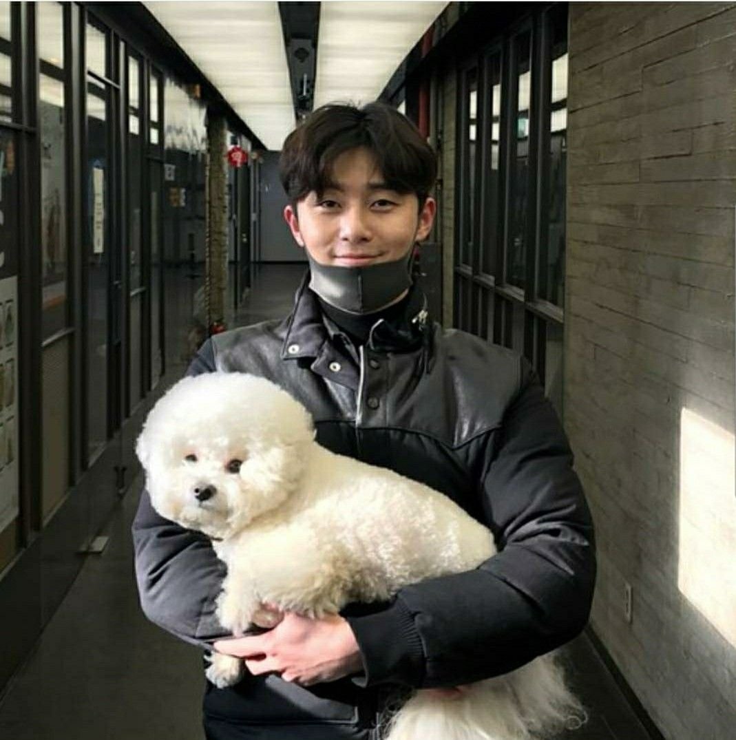 Бишон фризе пак со Джун