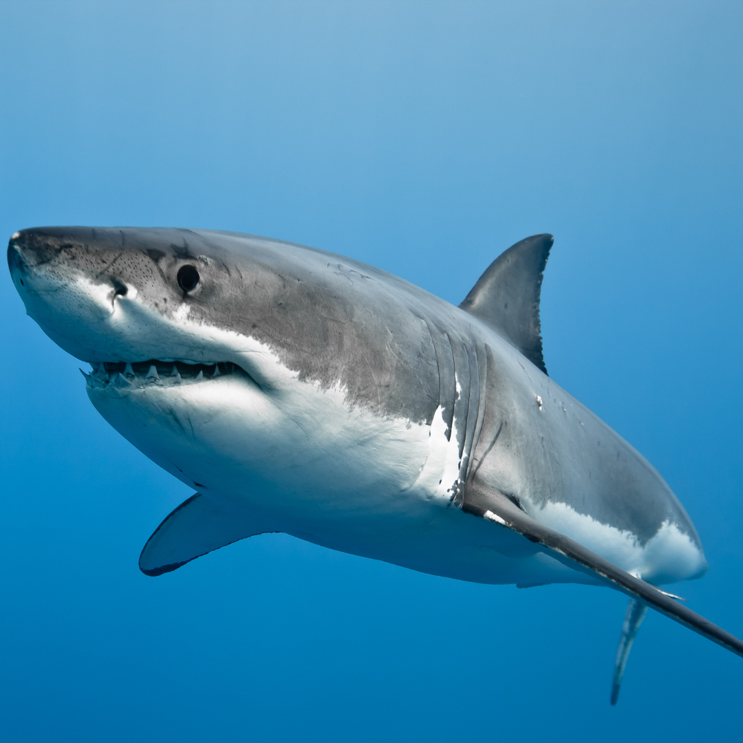 Белая акула сбоку