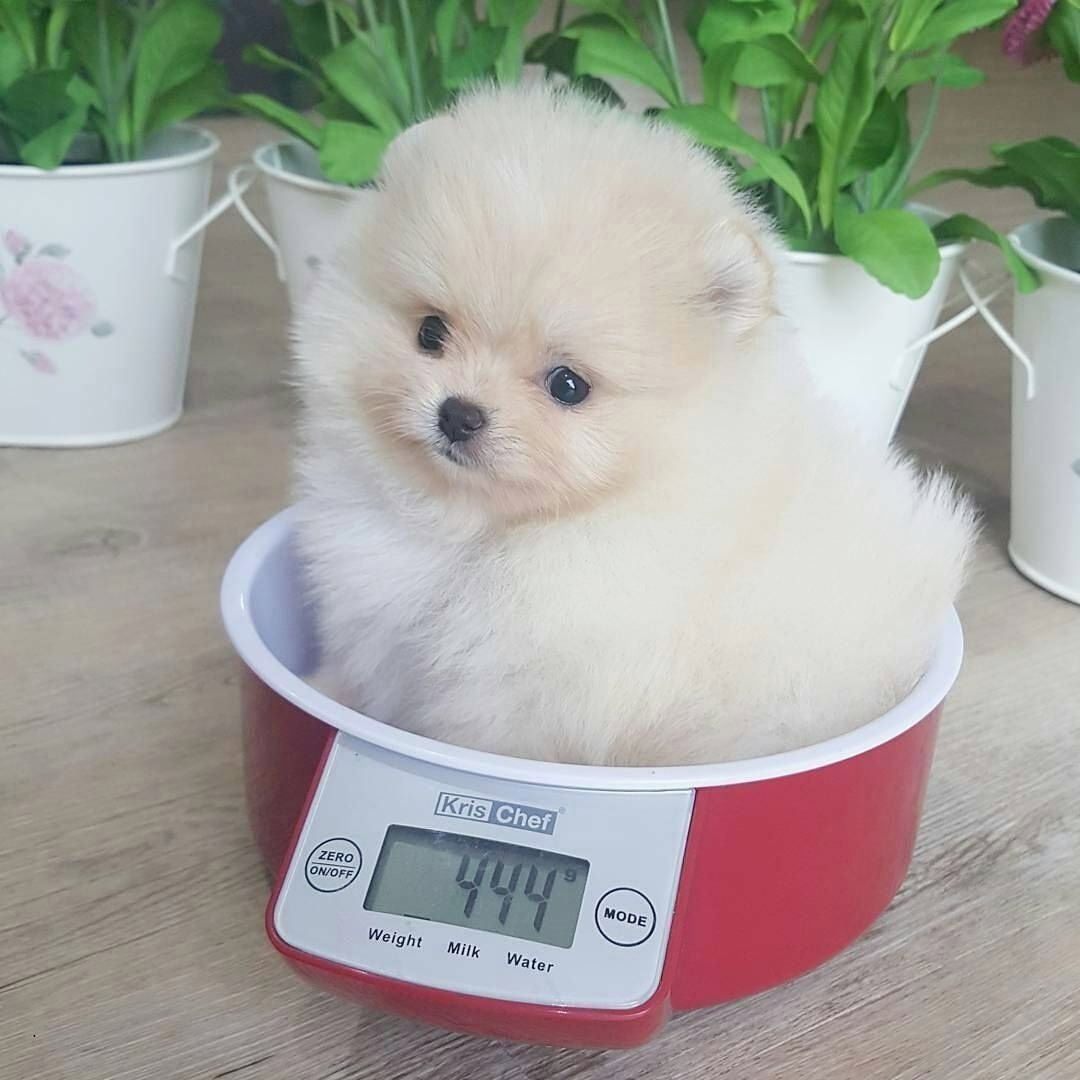 Корейский шпиц мини