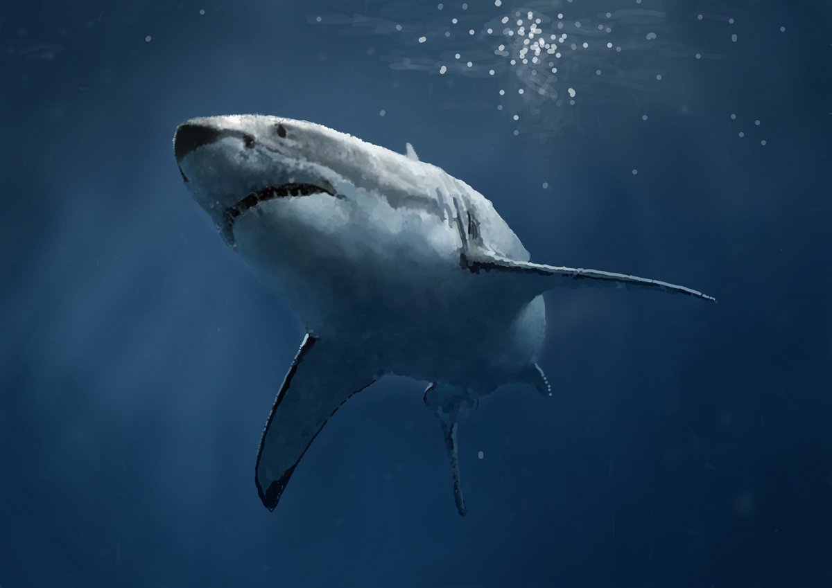 Акула модель