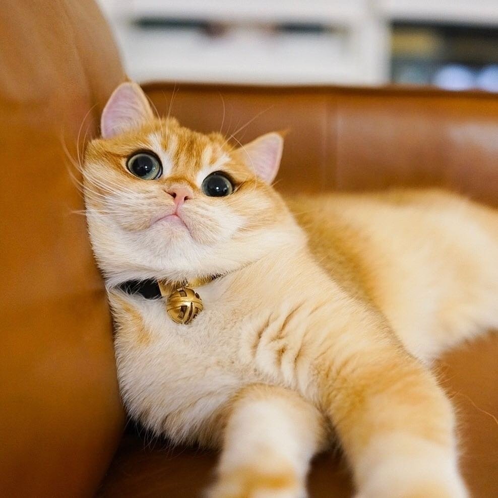 Котик Писко порода