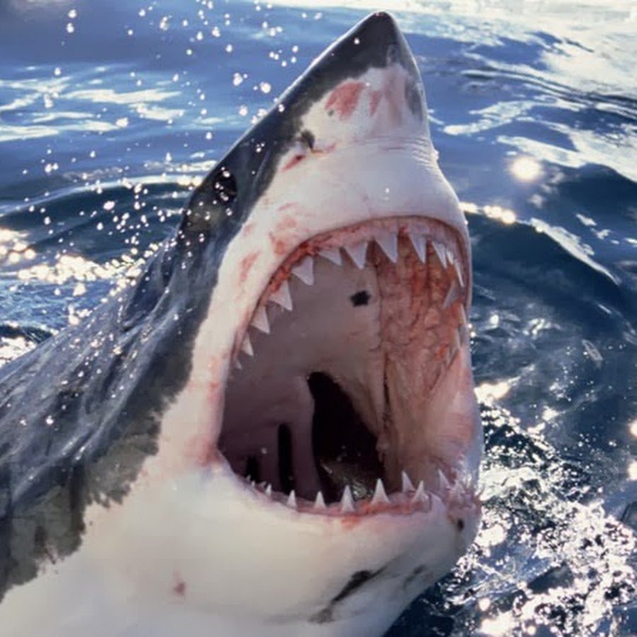 Хрящевые рыбы акула белая