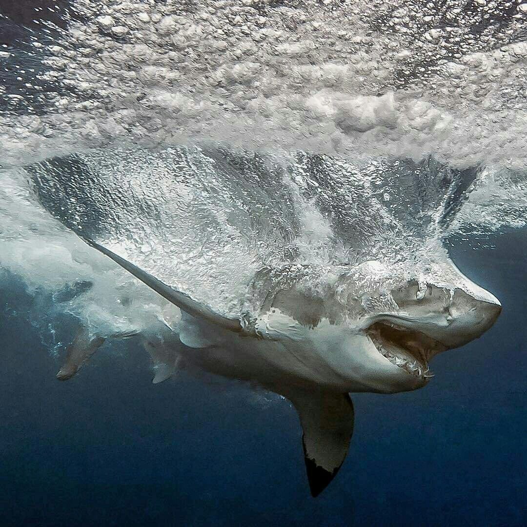 Плакат виды акул