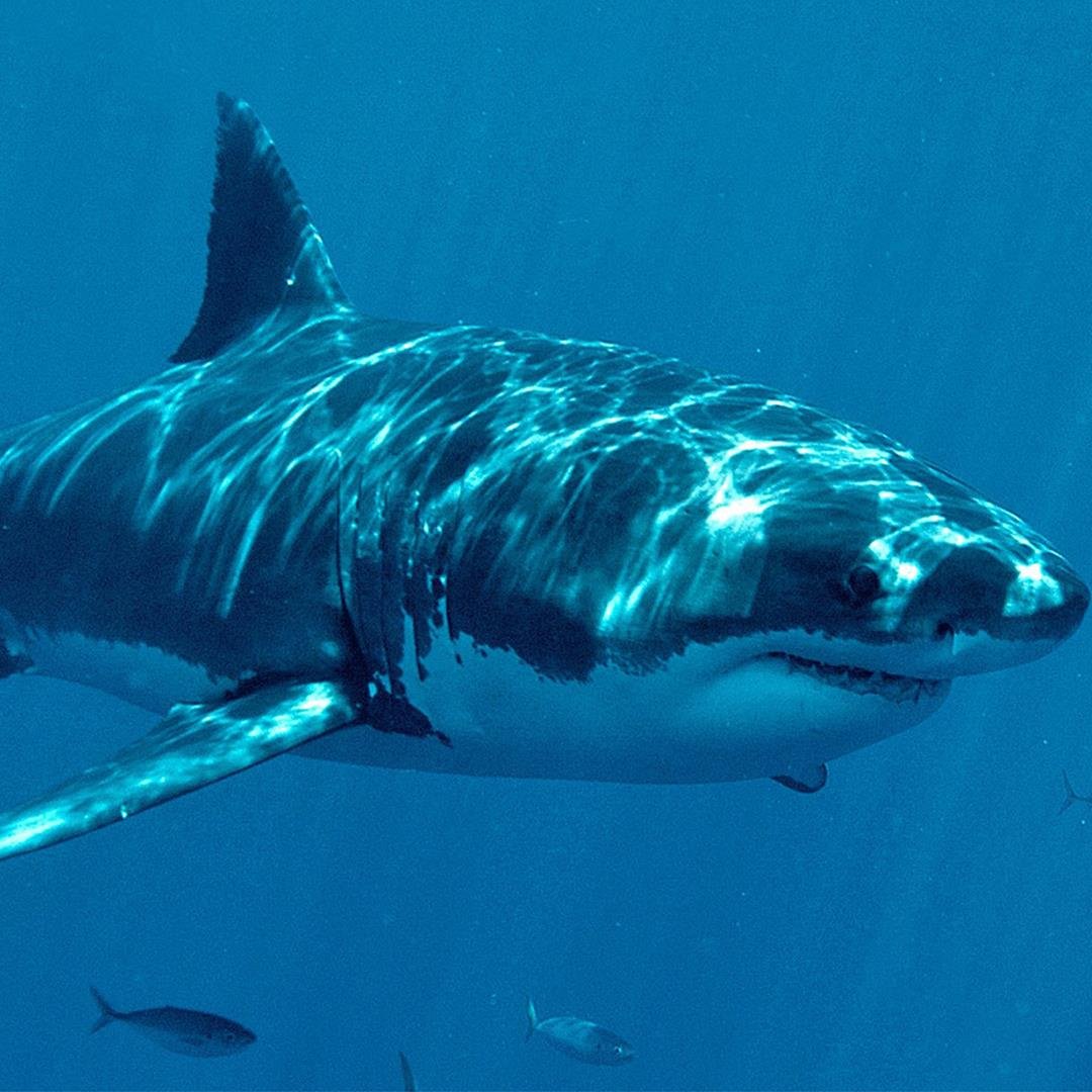 Белая акула дип Блю