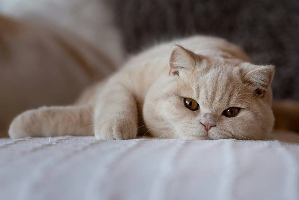 Кот британец кремовый