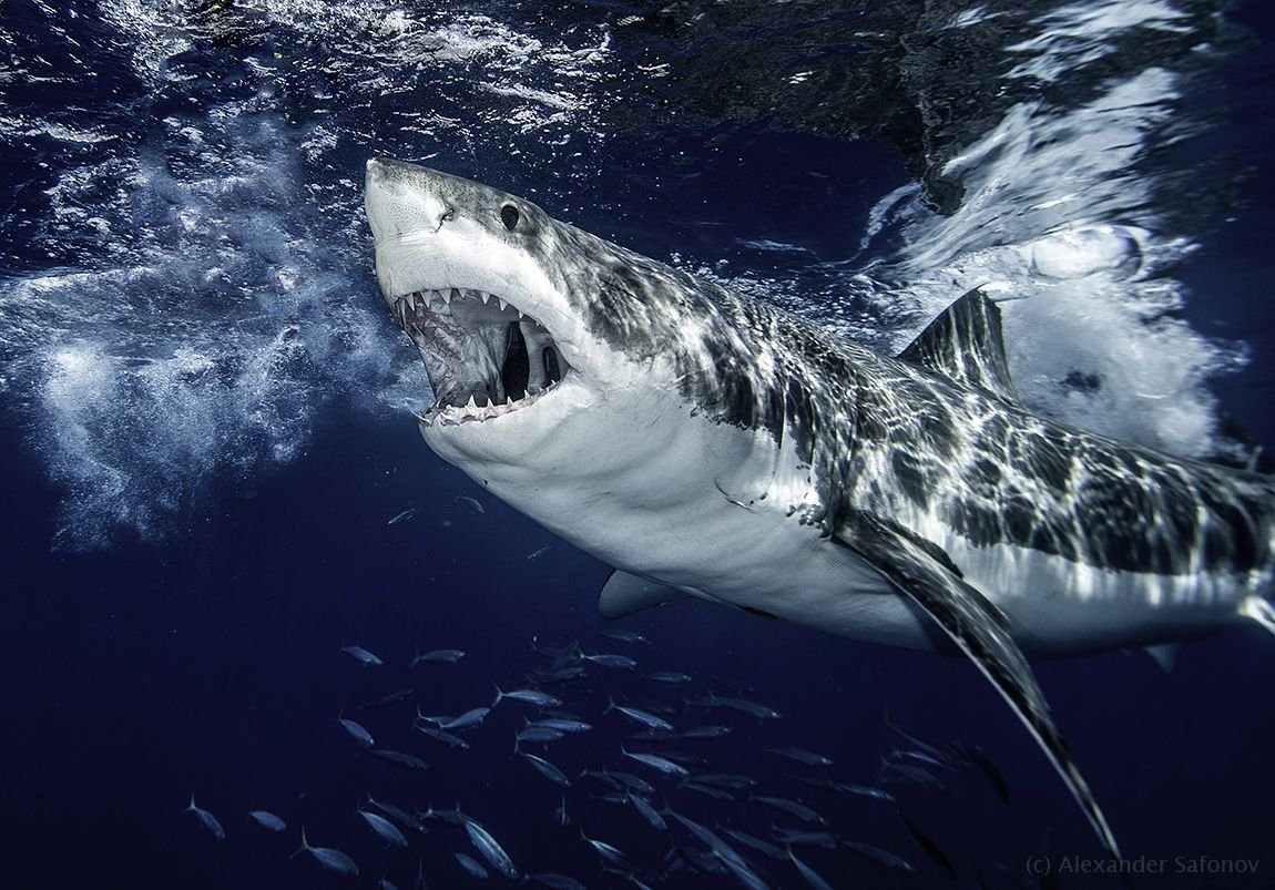 Белая акула арт