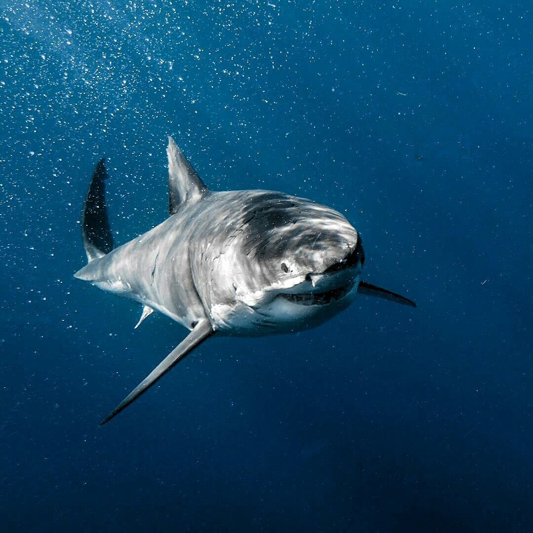 Тихоокеанская сельдевая акула