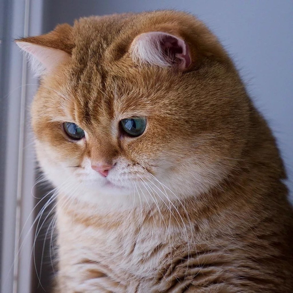 Хосико кот порода