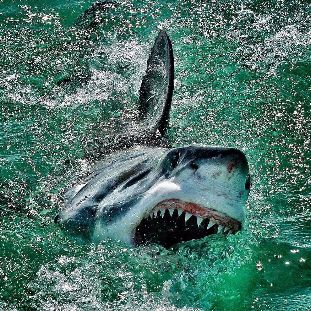 Красивые фотографии акул