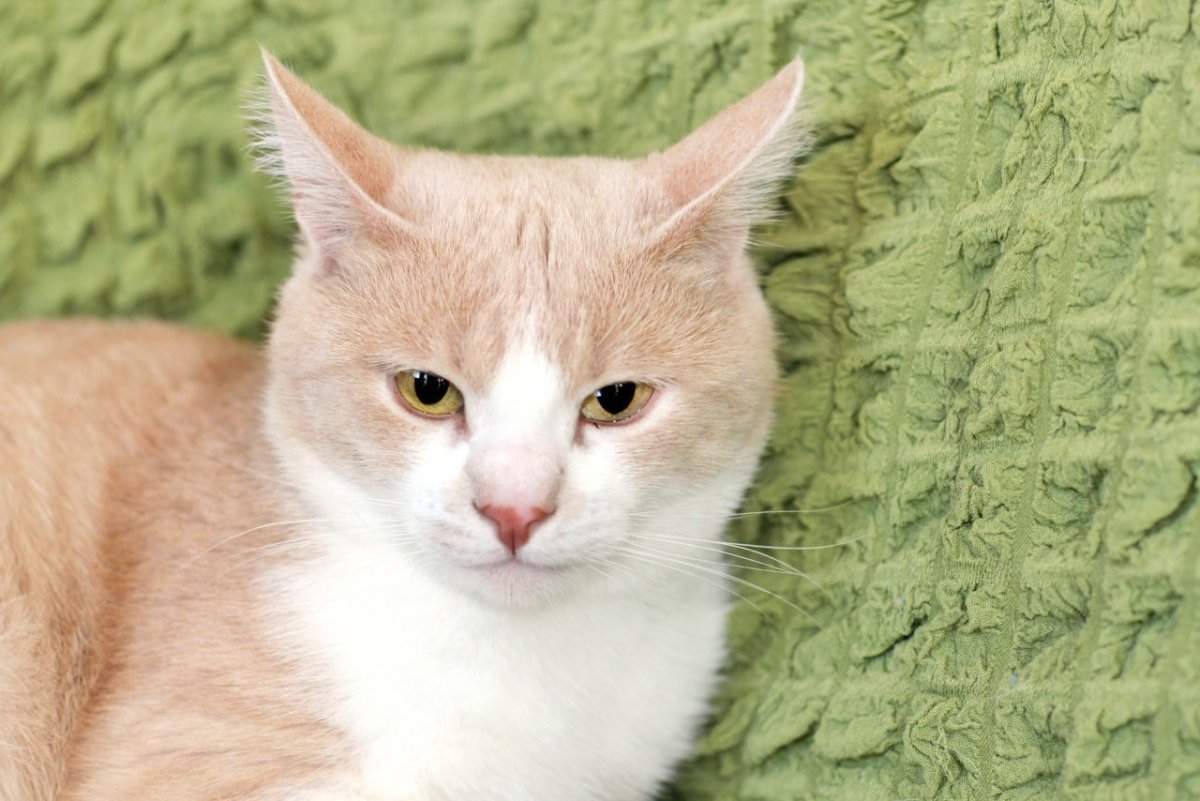 Британский Карташевский кот персиковый