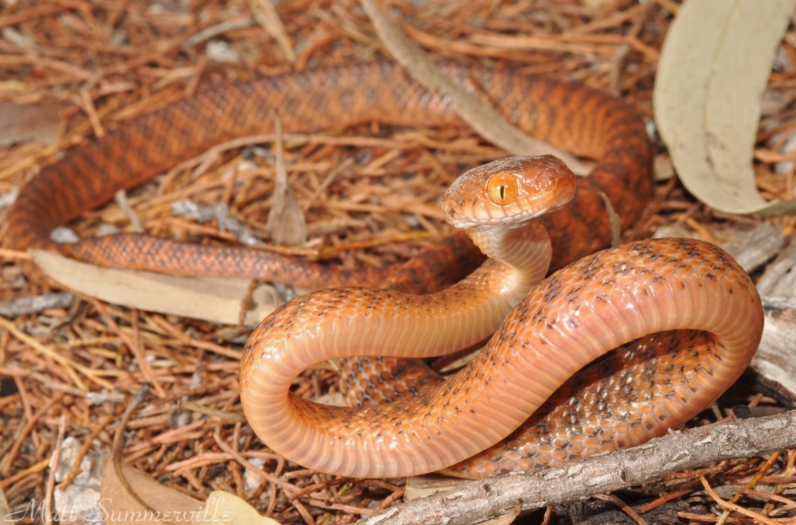 Коричневая бойга