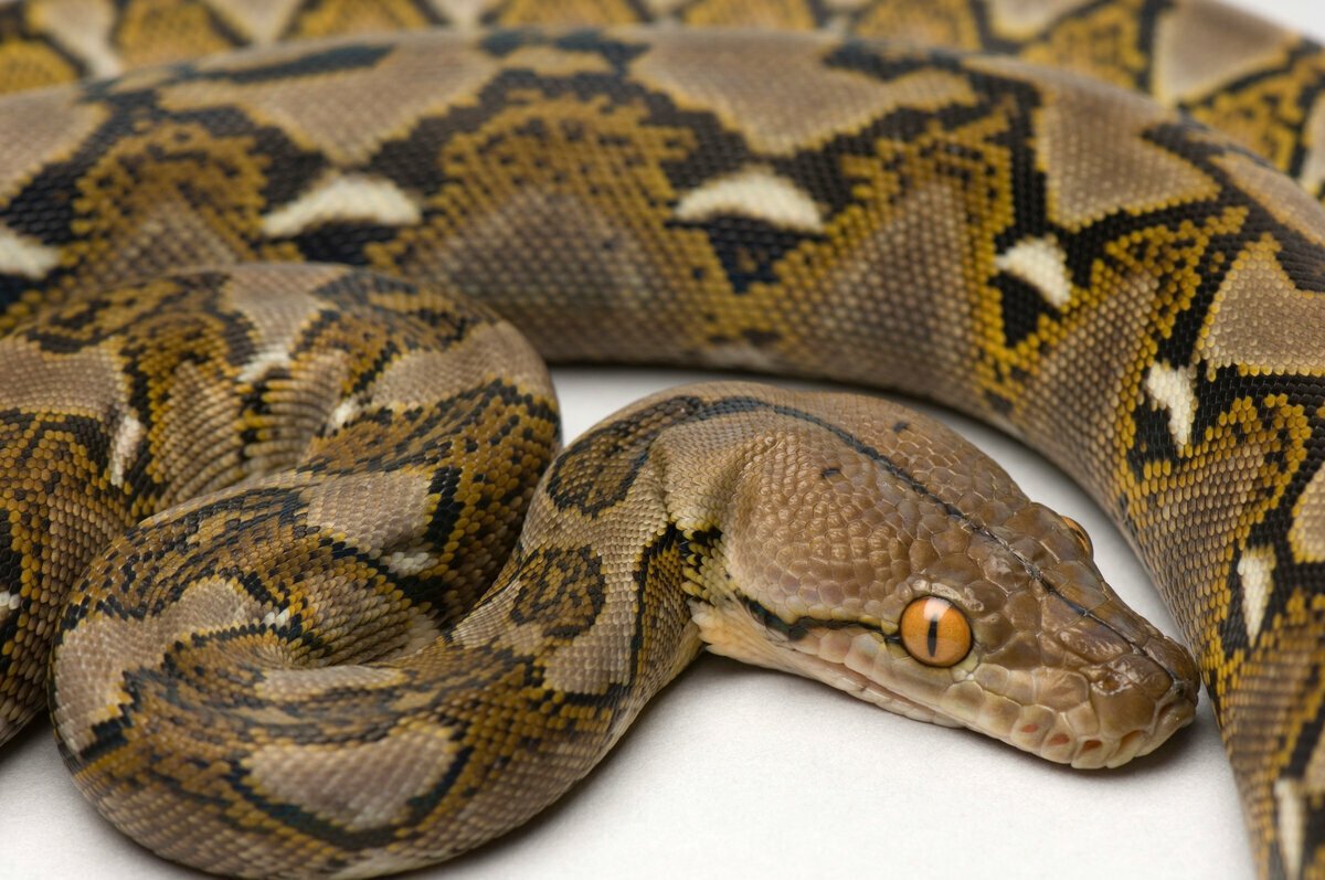 Джампейский сетчатый питон