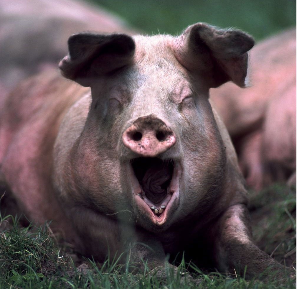 Свинья смеется