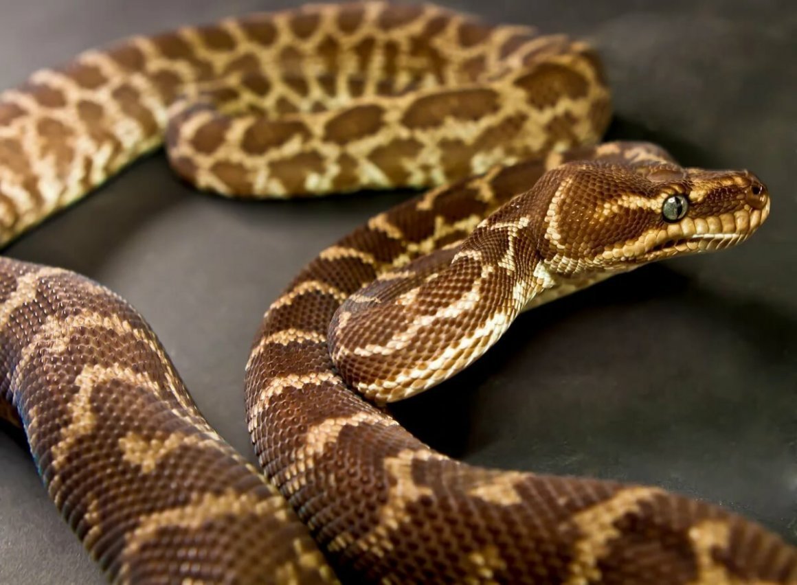 Леопардовый полоз