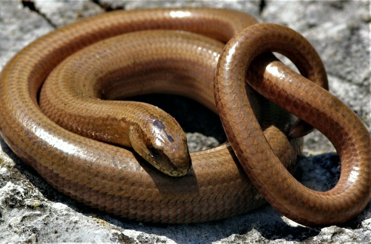 Безногая ящерица веретеница медянка