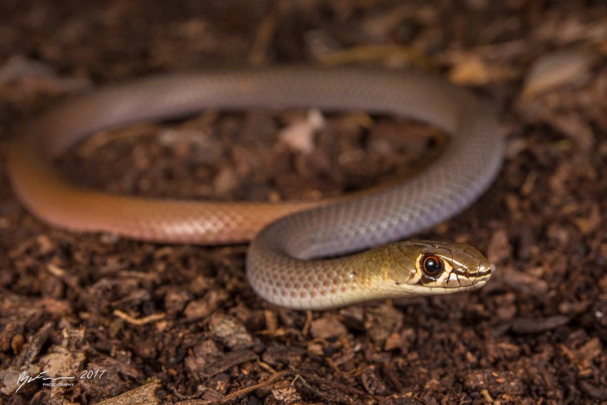 Коричневая ДЕМАНСИЯ (Demansia Psammophis)