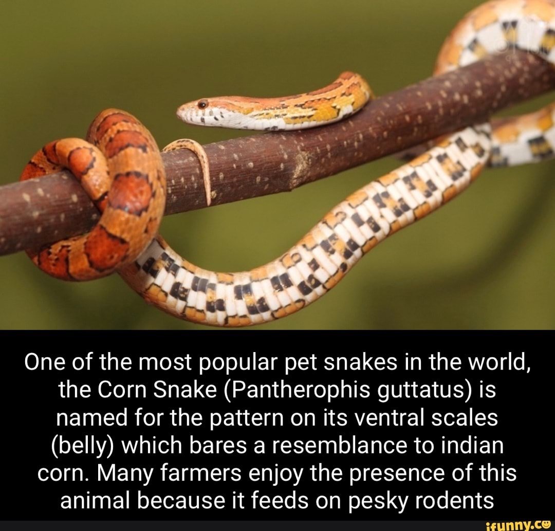 Маисовый (пятнистый лазающий) полоз