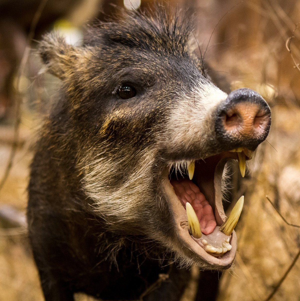 Привет кабан