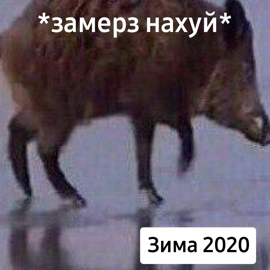 Смешные свиньи