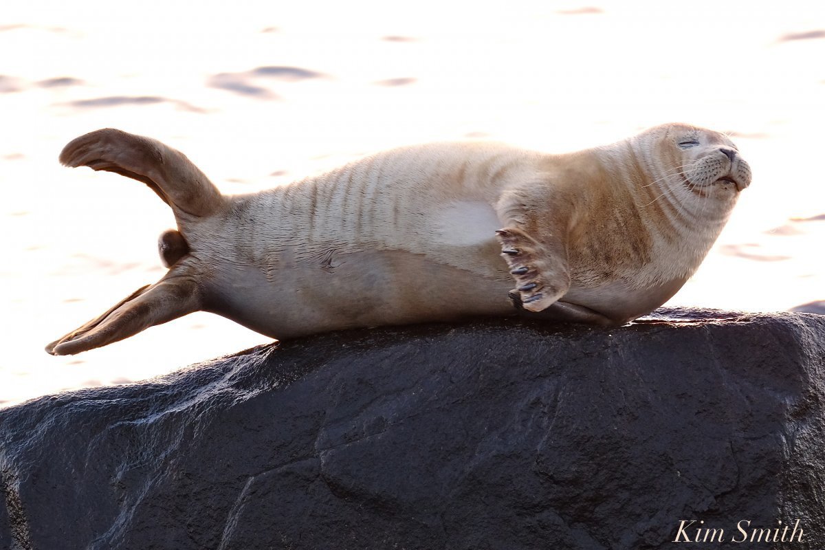 Кольчатая Нерпа Юки