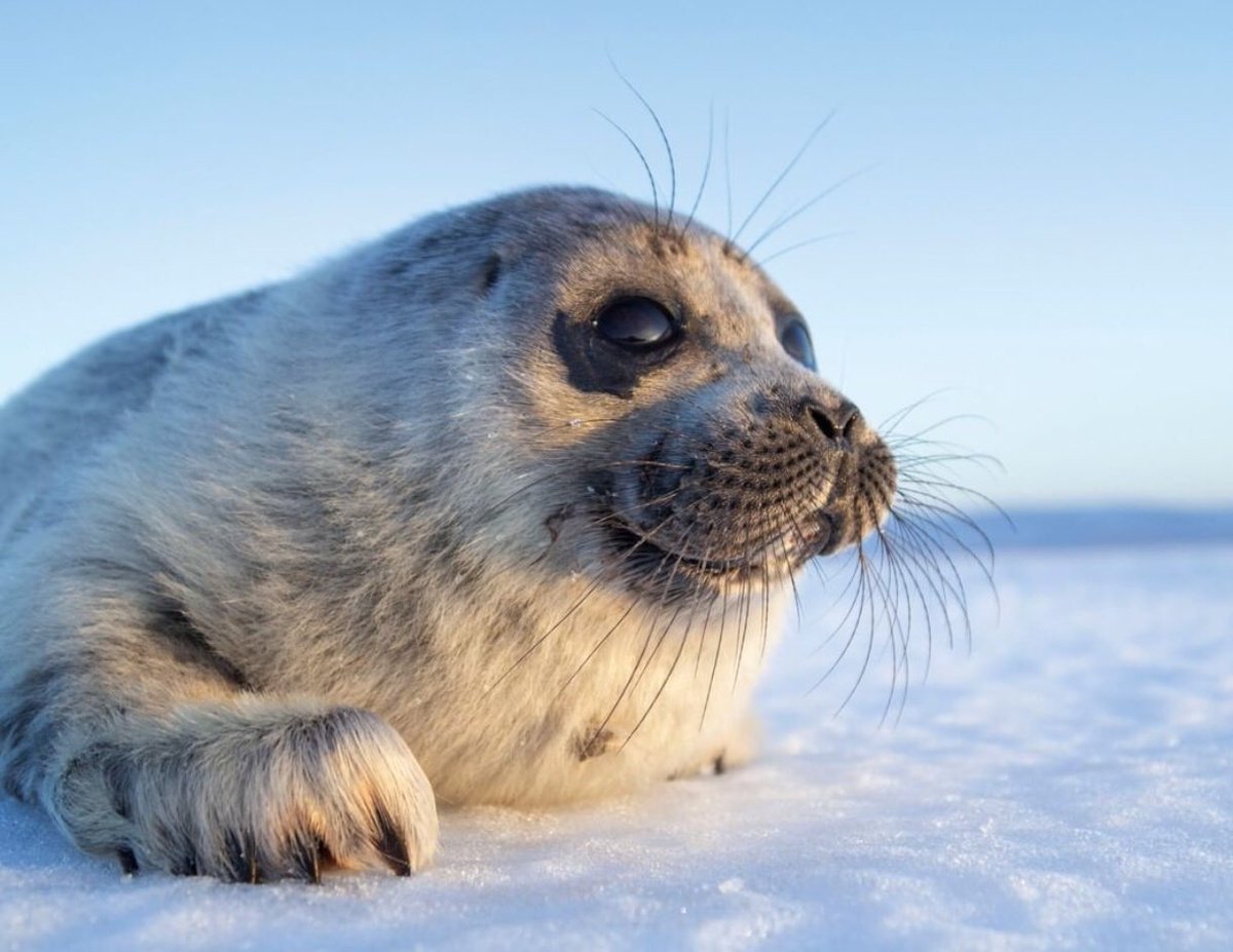 Каспийская Нерпа