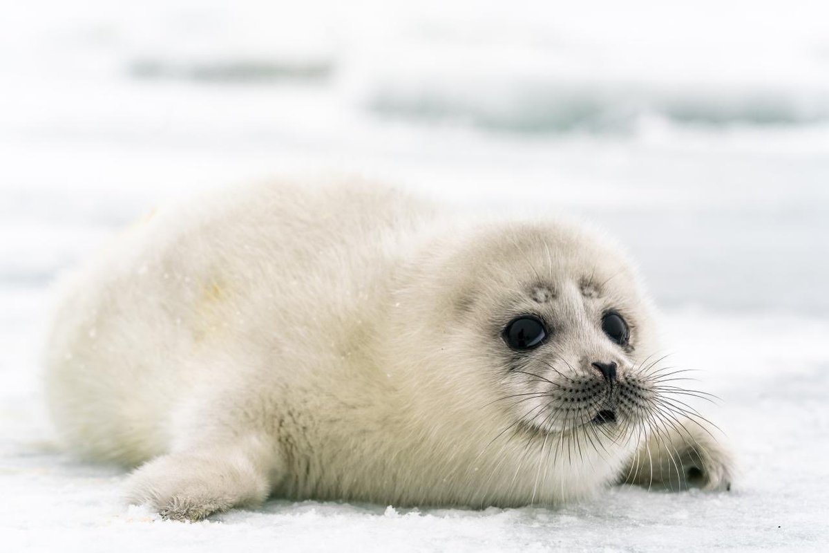 Морской котик фото